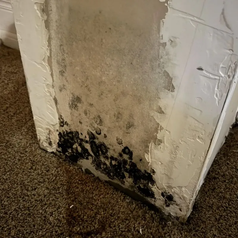 Professional Mold Removal in Prairie Grove, AR